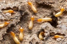 Termite Treatment Services